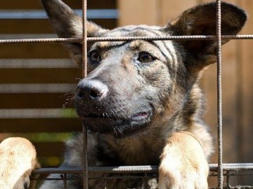  Чи потрібен луцькому собачому притулку паркан за 400 тисяч гривень?