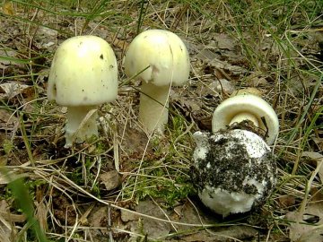 На Волині четверо дітей отруїлися грибами, які назбирали на лузі