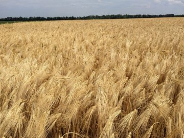 На Волині приватне підприємство без дозволу засіяло 14 гектарів пшеницею 