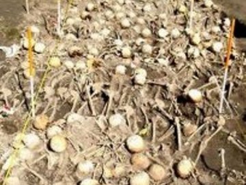 На Волині археологи знайшли поховання розстріляних жертв НКВС