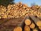 В Мінекономіки України пропонують скасувати заборону на експорт лісу