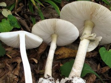 На Одещині сім'я отруїлась грибами: померла матір і син