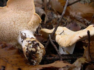 Зібрані у лісі на Волині гриби виявилися радіоактивними