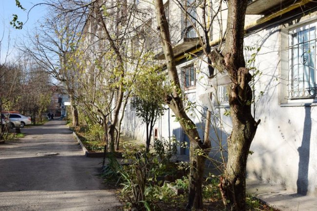 Мешканці будинку в центрі Луцька посварилися через дерева