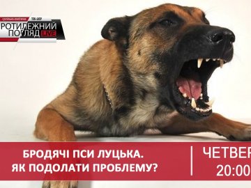 На ток-шоу у Луцьку говоритимуть про проблему бродячих псів. ВІДЕО