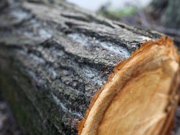 «Охоронець лісу» організував незаконну порубку дерев