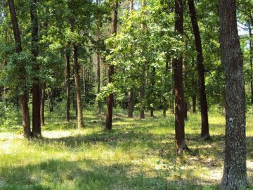 На Волині на 49 років віддали в оренду майже два гектари лісу