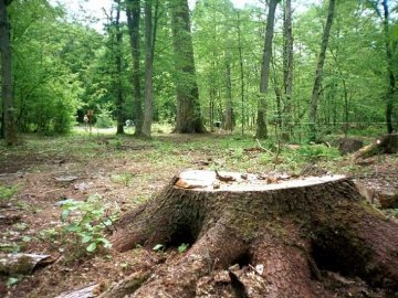 Луцькому військовому лісництву відшкодували 90 тисяч