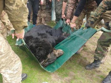 Українські воїни врятували ведмедя біля деокупованого Лимана. ФОТО