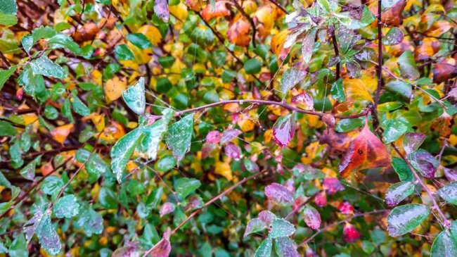 Моторошний луцький парк у полоні туману. ФОТО