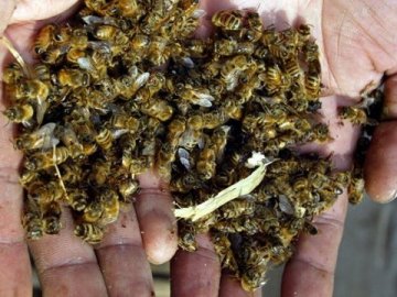 У селі на Волині – масова загибель бджіл