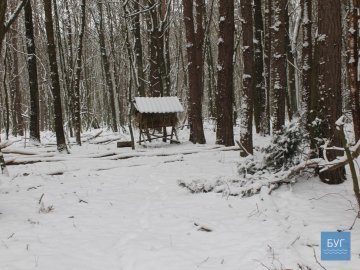 Зима у волинському лісі: тиша, краса та турбота про тварин