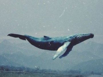 Виявили куратора групи смерті  «Сині кити»