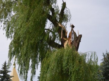 Валив великі дерева, як сірники: наслідки буревію в Любомлі