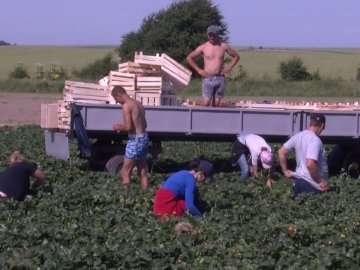 Заробляють, як у Польщі: у волинському селі люди вирощують плантації полуниць. ВІДЕО