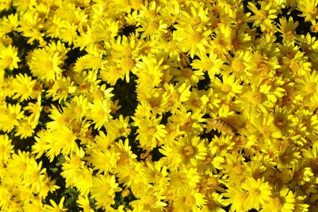 Опублікували неймовірні фото осінніх квітів у луцькому звіринці