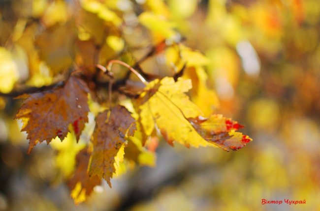 Тепла знову хочеться: фотограф показав красу осені у Луцьку. ФОТО