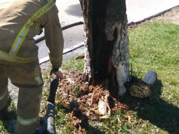 Через недопалок спалахнуло дерево в центрі волинського містечка