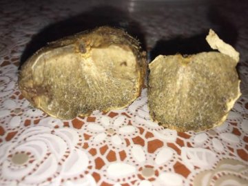 Що зробили з трюфелем, якого нещодавно знайшли на Рівненщині