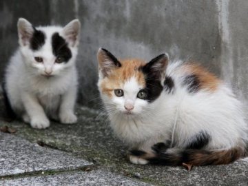У Луцьку хочуть захистити котів від жорстокого поводження
