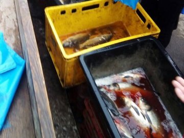 На одному з волинських ринків чоловік продавав 500 кілограмів «незаконної» риби