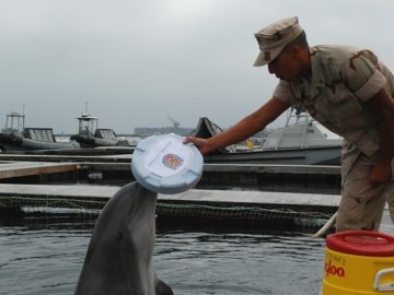 Кримських бойових дельфінів висміяли в американському шоу. ВІДЕО