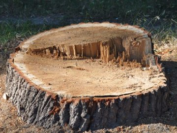 Судили багатодітну волинянку, яка незаконно зрізала два дерева