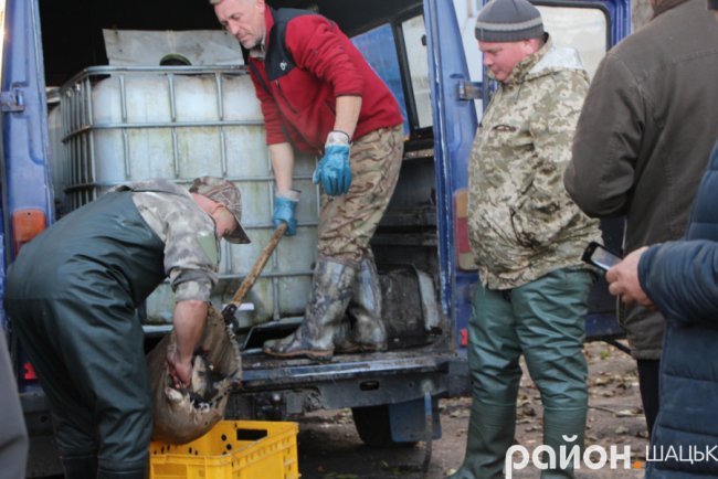 У озеро на Волині випустили майже тонну коропа. ФОТО