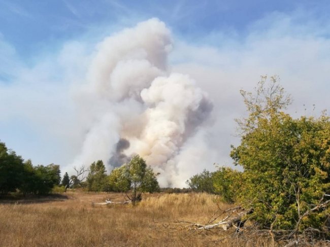 У Чорнобильській зоні горить ліс. ФОТО
