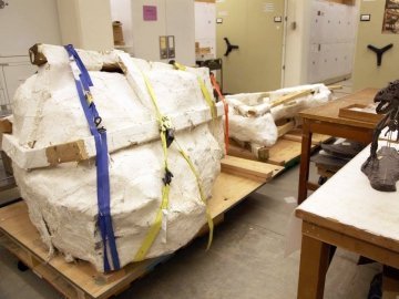 У США розкопали рідкісний череп тиранозавра вагою 2,5 тонни. ФОТО