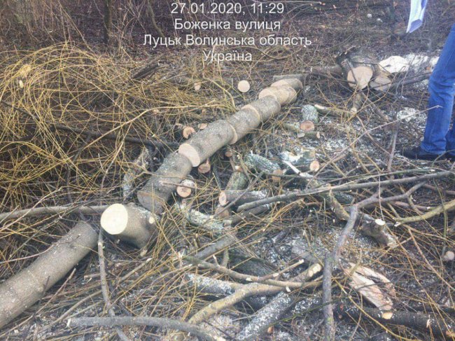 У Луцьку приватна фірма серед білого дня незаконно зрізала дерева. ФОТО