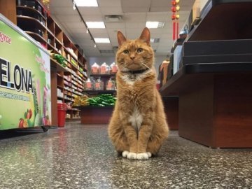 В американському супермаркеті швейцаром працює кіт. ФОТО