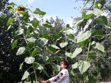 У місті на Волині виросли велетенські соняшники. ФОТО