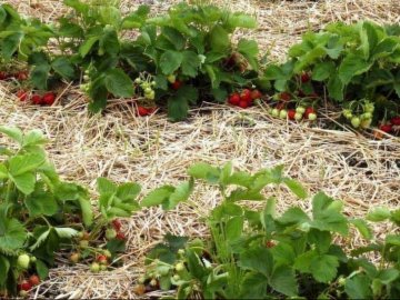 Волинський фермер вирощує ягоди за унікальною німецькою технологією