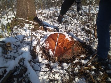 На Ківерцівщині під час перевірки виявили понад 150 зрізаних дерев