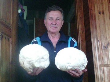 Колишній волинський мер «вполював» гігантські гриби. ФОТО