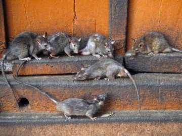 Сморід і навала щурів: у Луцьку скаржаться на жахливі умови в багатоповерхівці
