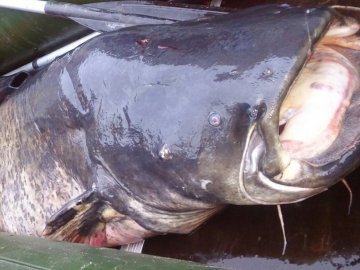 У Києві рибалки спіймали гігантського 90-кілограмового сома 