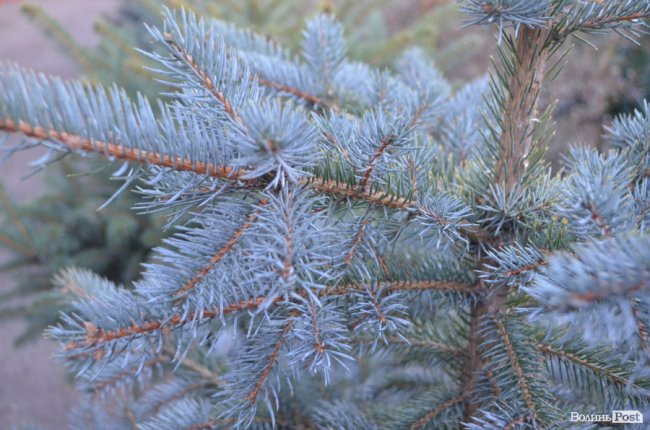 Як поблизу Луцька вирощують новорічні ялинки та сосни. ФОТО