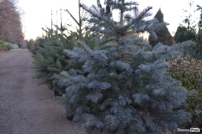 Як поблизу Луцька вирощують новорічні ялинки та сосни. ФОТО