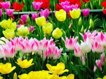 Квітковий ринок у Луцьку переведуть на нове місце після Дня знань