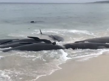 В Австралії більше сотні дельфінів викинулись на берег