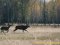 «Цуманська пуща» не гірша за Єллоустоун: захоплюючі кадри волинського нацпарку