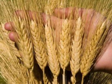 Волинські селекціонери винайшли новий сорт пшениці з високою врожайністю 