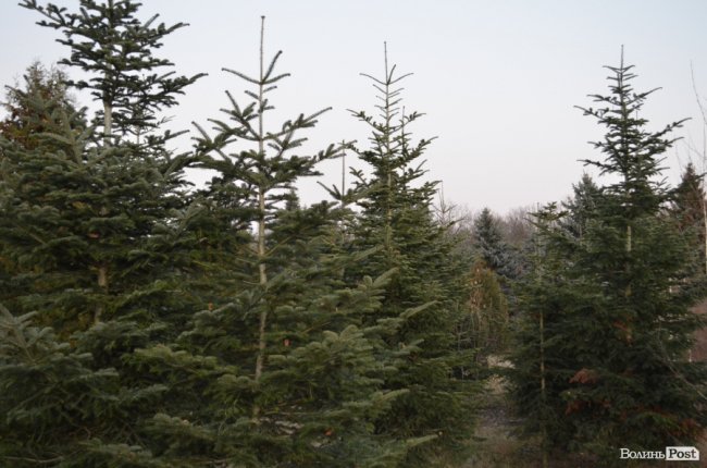 Як поблизу Луцька вирощують новорічні ялинки та сосни. ФОТО