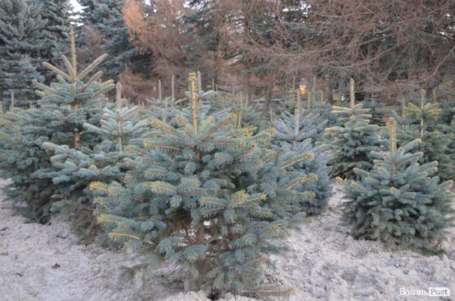 Як поблизу Луцька вирощують новорічні ялинки та сосни. ФОТО