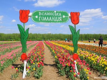 350 сортів квітів та ексклюзивні новинки: повідомили деталі масштабного тюльпанового фестивалю на Волині