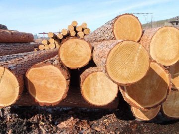 Подробиці затримання підпільної деревини на Волині