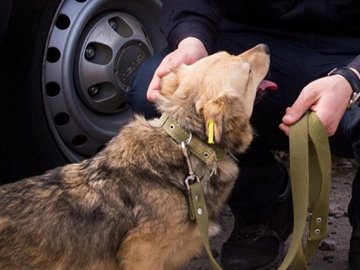 Переляканий бігав по дорозі: волинські копи врятували собаку