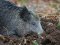 У лісі на Волині знайшли туші тварин: виявили африканську чуму свиней